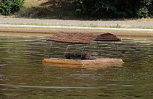 W parku Bródnowskim powstała wyspa dla kaczek. Mieszkańcy postawili na swoim