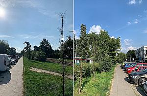 Zielona Dywizjonu 303. Kolejny projekt w budżecie obywatelskim czeka!