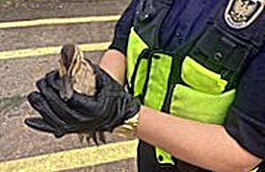 Kaczuszki z Mokotowa uratowane