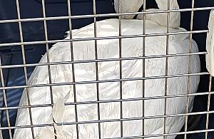 Akcja ratunkowa w oczyszczalni Czajka