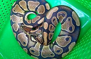 Pyton królewski na gigancie, na Białołęce