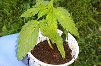 Czy w Warszawie łatwo jest dostać medyczną marihuanę?