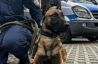 Nastolatka z Woli dręczyła swojego psa. "Biła go, głodziła i nie dawała wody"