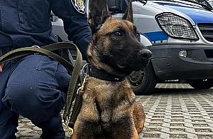 Nastolatka z Woli dręczyła swojego psa. "Biła go, głodziła i nie dawała wody"