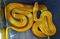 Afrykański wąż wygrzewał się pod ławką na Żoliborzu