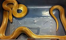 Afrykański wąż wygrzewał się pod ławką na Żoliborzu