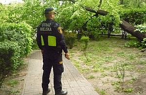 Rój szerszeni w parku Bródnowskim tuż obok placu zabaw