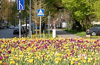 Wydamy miliony na nowe kwiatki, krzewy i drzewa