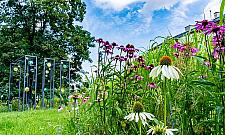 Wydamy miliony na nowe kwiatki, krzewy i drzewa