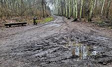 Wkrótce metamorfoza ścieżek spacerowych w Lesie Bródnowskim