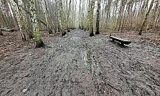 Wkrótce metamorfoza ścieżek spacerowych w Lesie Bródnowskim