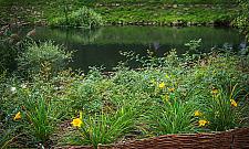 Stawy Brustmana po metamorfozie. "Dużo nowej zieleni"