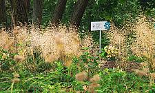 Stawy Brustmana po metamorfozie. "Dużo nowej zieleni"