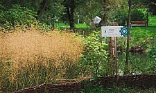 Stawy Brustmana po metamorfozie. "Dużo nowej zieleni"