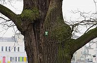 Niedawno mógł trafić pod topór. Walczy o tytuł Warszawskiego Drzewa Roku