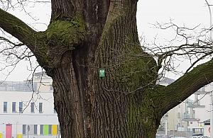 Niedawno mógł trafić pod topór. Walczy o tytuł Warszawskiego Drzewa Roku