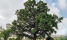 Niedawno mógł trafić pod topór. Walczy o tytuł Warszawskiego Drzewa Roku