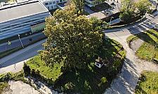 Niedawno mógł trafić pod topór. Walczy o tytuł Warszawskiego Drzewa Roku