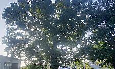 Niedawno mógł trafić pod topór. Walczy o tytuł Warszawskiego Drzewa Roku