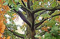 Dostojny dąb z Żoliborza z szansami na tytuł Warszawskiego Drzewa Roku