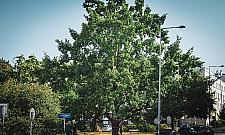 Dostojny dąb z Żoliborza z szansami na tytuł Warszawskiego Drzewa Roku