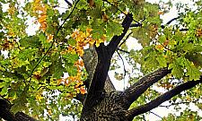 Dostojny dąb z Żoliborza z szansami na tytuł Warszawskiego Drzewa Roku