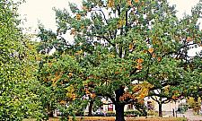 Dostojny dąb z Żoliborza z szansami na tytuł Warszawskiego Drzewa Roku