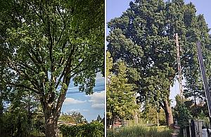 Dąb z Wawra kandyduje na Warszawskie Drzewo Roku. Był niemym świadkiem zbrodni