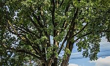 Dąb z Wawra kandyduje na Warszawskie Drzewo Roku. Był niemym świadkiem zbrodni