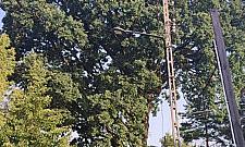 Dąb z Wawra kandyduje na Warszawskie Drzewo Roku. Był niemym świadkiem zbrodni