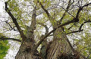 Topola z Kępy Potockiej ma szansę zostać Warszawskim Drzewem Roku