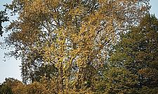 Topola z Kępy Potockiej ma szansę zostać Warszawskim Drzewem Roku