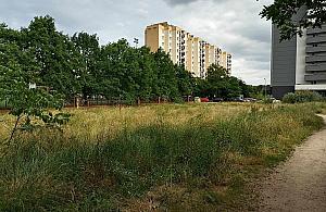 Wysoka trawa zamiast boiska. Wizytówka gospodarności na Białołęce