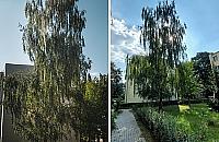 "Zielona firanka" z Woli ma szansę zostać Warszawskim Drzewem Roku