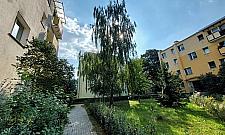 "Zielona firanka" z Woli ma szansę zostać Warszawskim Drzewem Roku