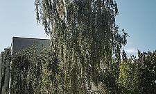 "Zielona firanka" z Woli ma szansę zostać Warszawskim Drzewem Roku