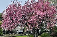 Mokotowska wisienka ma szansę zostać Warszawskim Drzewem Roku