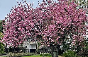 Mokotowska wisienka ma szansę zostać Warszawskim Drzewem Roku