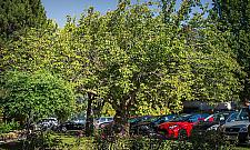 Mokotowska wisienka ma szansę zostać Warszawskim Drzewem Roku