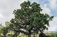 Warszawskie Drzewo Roku wybrane! Rośnie na Białołęce