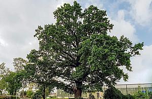 Warszawskie Drzewo Roku wybrane! Rośnie na Białołęce