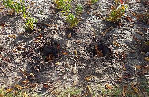 Rośliny znikają z parku Bródnowskiego. "Złodzieje sadzonek nie próżnują"