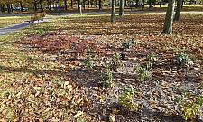 Rośliny znikają z parku Bródnowskiego. "Złodzieje sadzonek nie próżnują"