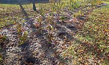 Rośliny znikają z parku Bródnowskiego. "Złodzieje sadzonek nie próżnują"