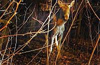 To nie jest "Przystanek Alaska". Łosie zablokowały ulicę