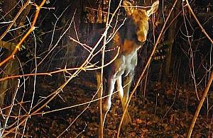 To nie jest "Przystanek Alaska". Łosie zablokowały ulicę