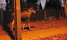 To nie jest "Przystanek Alaska". Łosie zablokowały ulicę