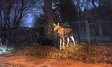 To nie jest "Przystanek Alaska". Łosie zablokowały ulicę