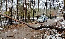 Zwalone drzewo blokowało dojazd do domów w Miedzeszynie