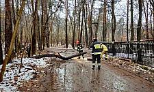 Zwalone drzewo blokowało dojazd do domów w Miedzeszynie